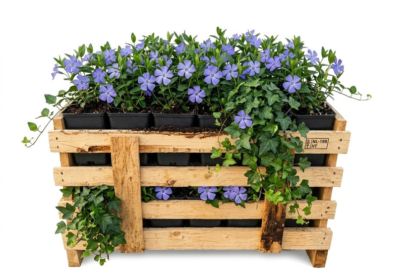 Biologisch Kleine maagdenpalm - Vinca minor aanbieding 120 stuks (ca 10m2)