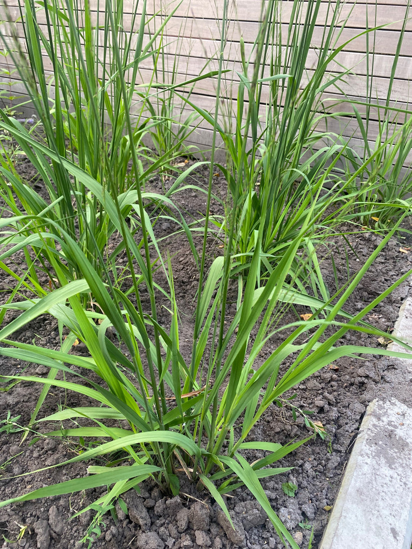 Vingergras (Hoge soort 200 cm, Groen) - Panicum virgatum 'Northwind'