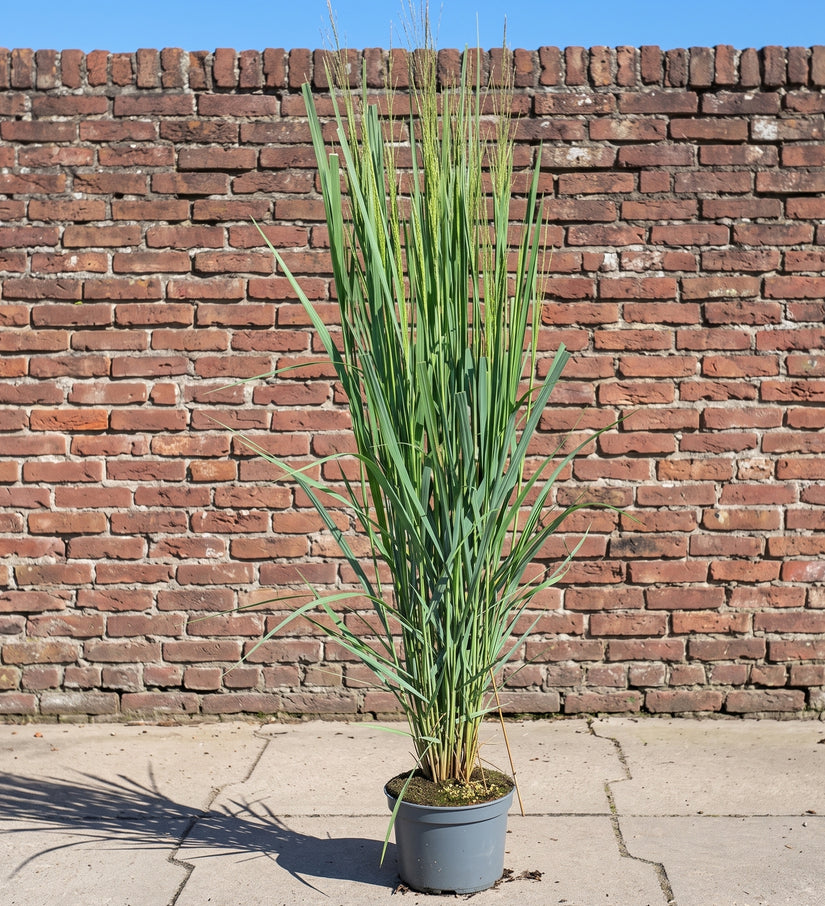 Vingergras (Hoge soort 200 cm, Groen) - Panicum virgatum 'Northwind'