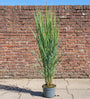 Vingergras (Hoge soort 200 cm, Groen) - Panicum virgatum 'Northwind'
