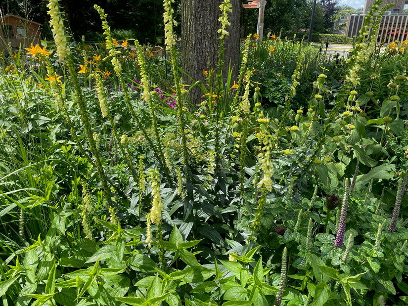 vingerhoedskruid geel met gamander en brandkruid phlomis