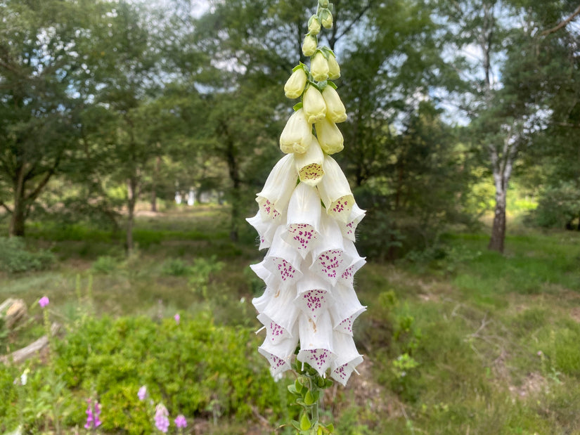 Gewoon vingerhoedskruid - Digitalis purpurea 'Alba'