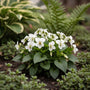 Viooltje (Wit) - Viola odorata 'Alba'
