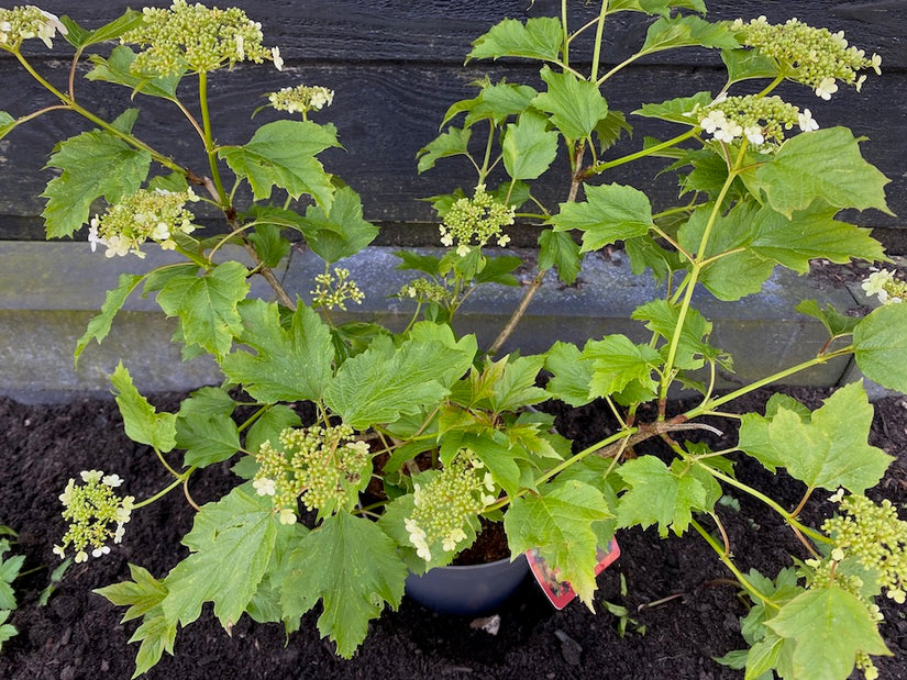 Gelderse roos - Viburnum opulus 'Compactum'