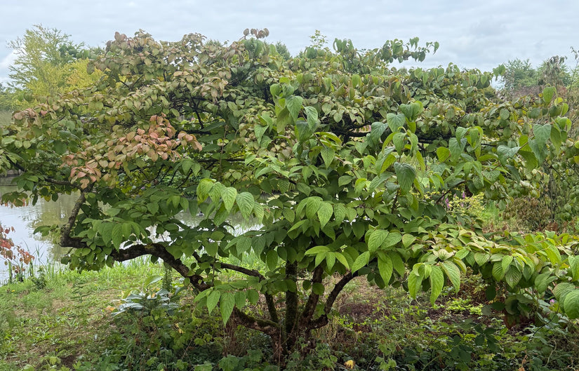 Japanse sneeuwbal - Viburnum Plicatum
