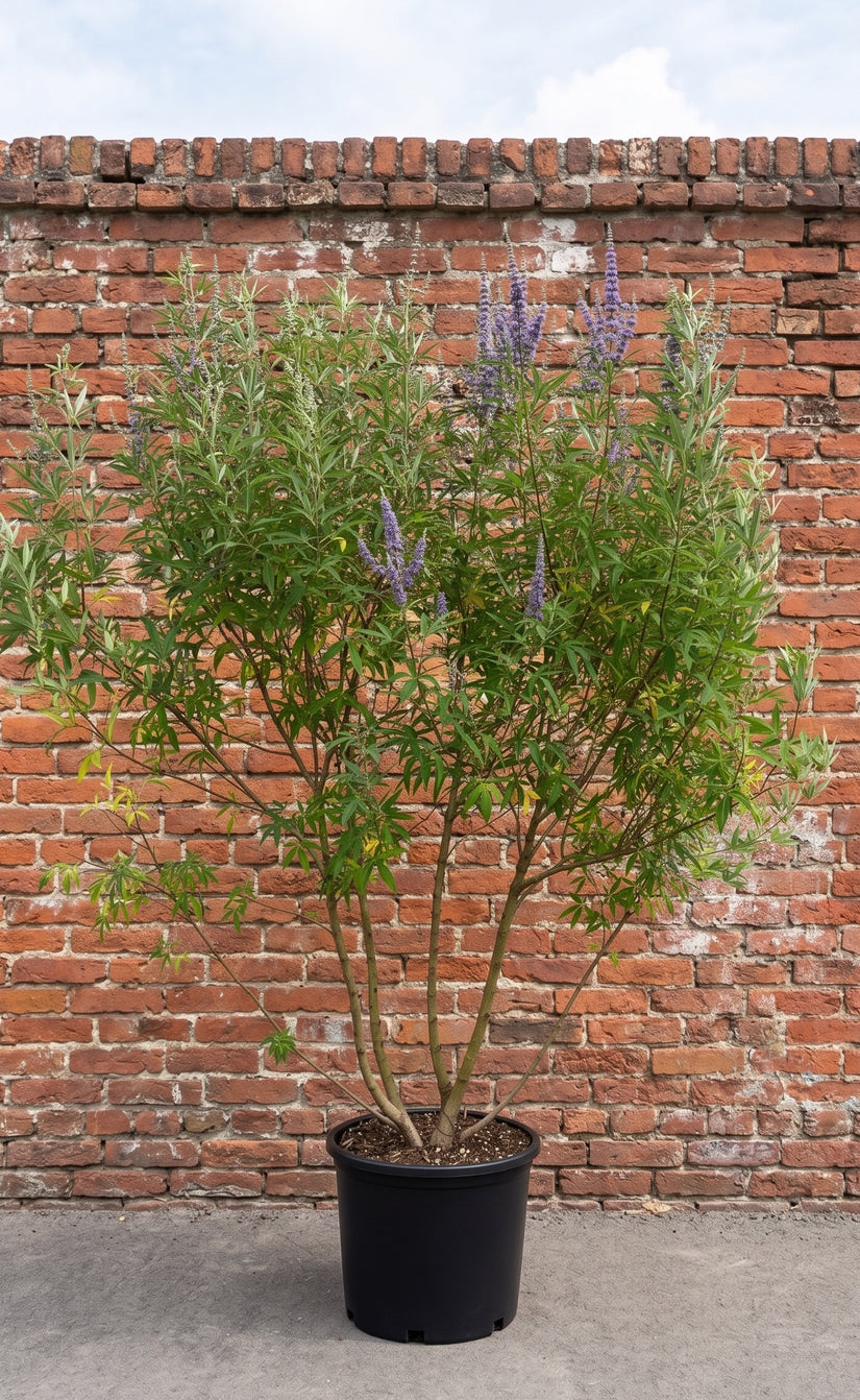 Monnikspeper - Vitex agnus castus
