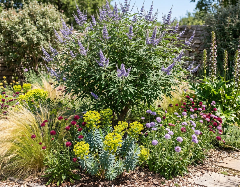 Monnikspeper - Vitex agnus castus