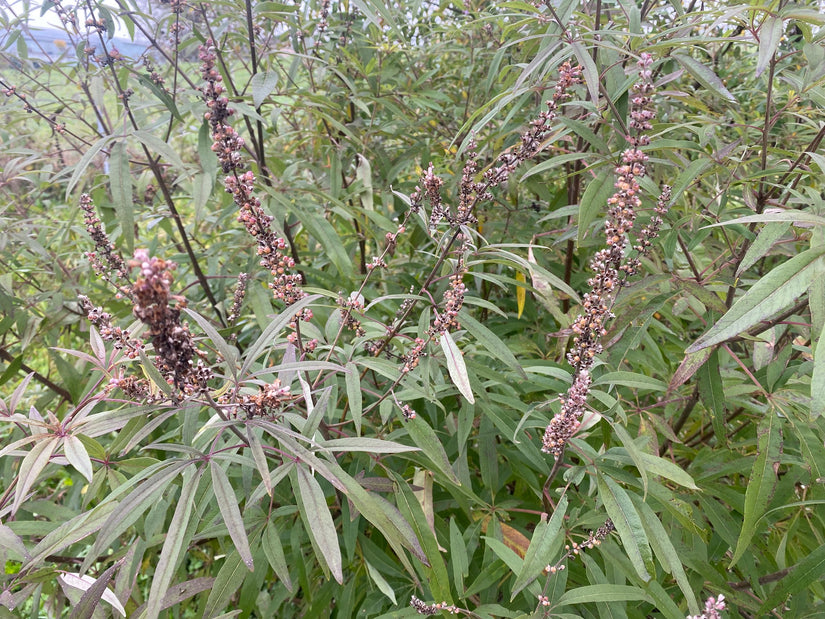 Monnikspeper - Vitex agnus castus