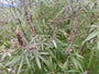 Monnikspeper - Vitex agnus castus