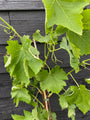 Blauwe druif - Vitis 'Regent'