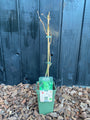 foto winterbeeld