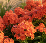 Flox (Hoogte 100 cm, Oranje) - Phlox paniculata 'Orange Perfection'