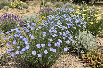 Overblijvend vlas - Linum perenne
