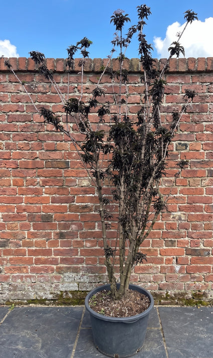 Zwarte vlier - Sambucus nigra 'Black Tower' (Zuilvlier)