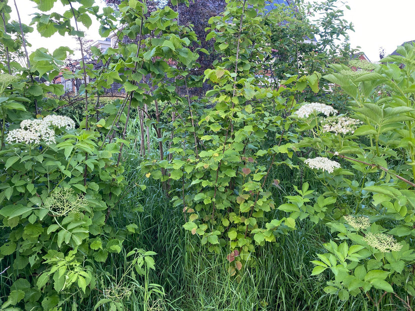 gewone hazelaar corylus avellana met vlier links en rechts