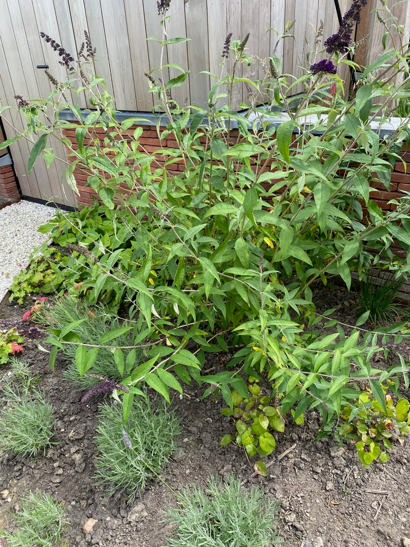 Vlinderstruik (Donkerpaars) - Buddleja davidii 'Black Knight'