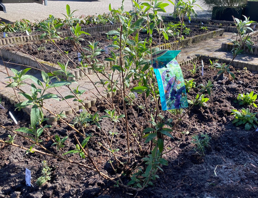 Vlinderstruik (Donkerpaars) - Buddleja davidii 'Black Knight'