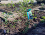 Vlinderstruik (Donkerpaars) - Buddleja davidii 'Black Knight'