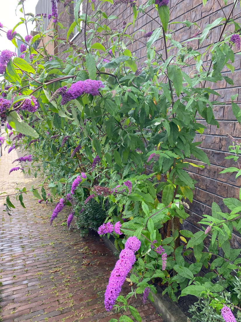 Vlinderstruik (roze) - Buddleja davidii 'Pink Delight'