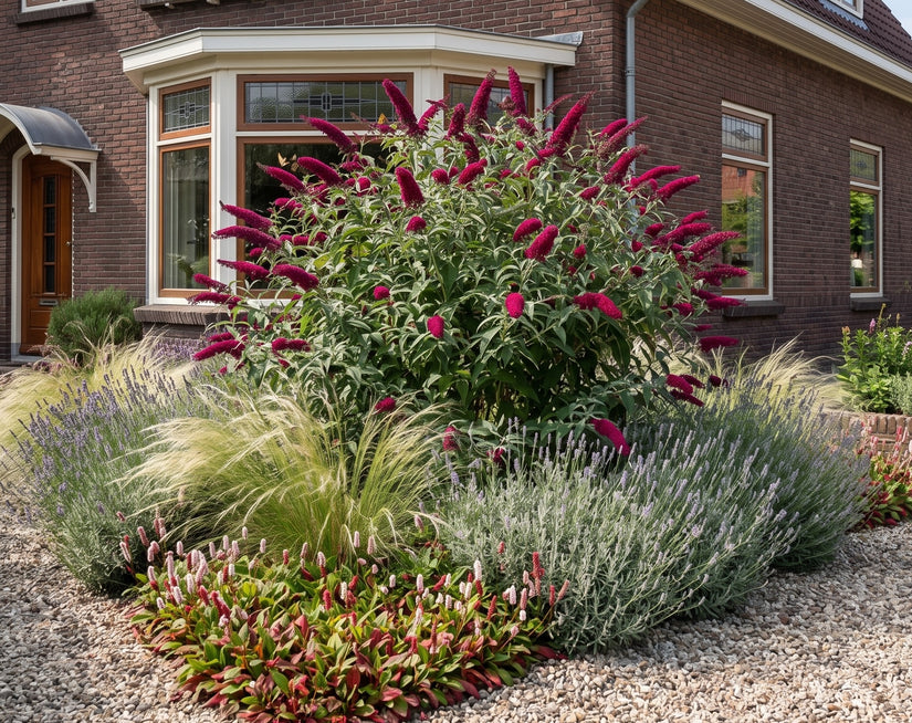 Vlinderstruik (Rood) - Buddleja davidii 'Royal Red'