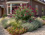 Vlinderstruik (Rood) - Buddleja davidii 'Royal Red'