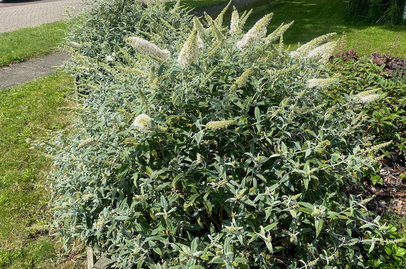 Vlinderstruik (wit) - Buddleja davidii 'White Profusion'