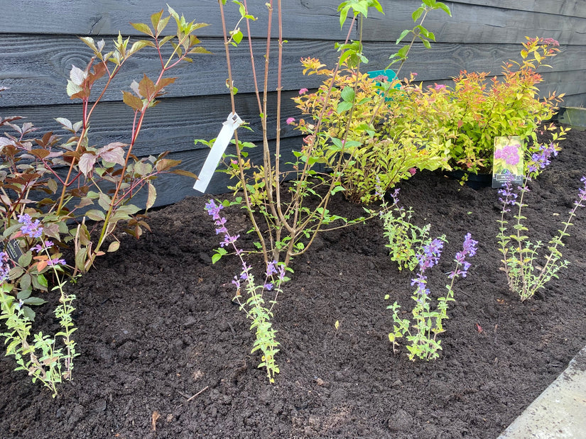 nepeta walker's low met cornus mas, spirea goldflame en zwarte vlier sambucus