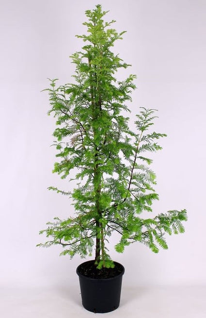 Watercipres - Metasequoia glyptostroboides