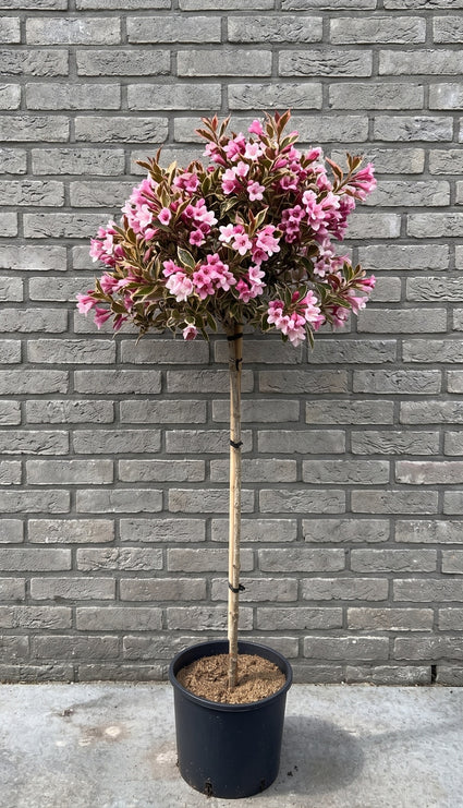Bonte Weigelia (Halfstam) - Weigela florida 'Monet'