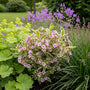 ai sfeerbeeld - weigelia monet combinatie met vrouwenmantel, geraniums en leliegras.