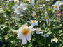 Stefan's Kant en klare beplantingsplan - Rechthoekige borders met veel bloemen - Zon (7m2)