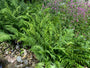 Wijfjesvaren - Athyrium filix-femina