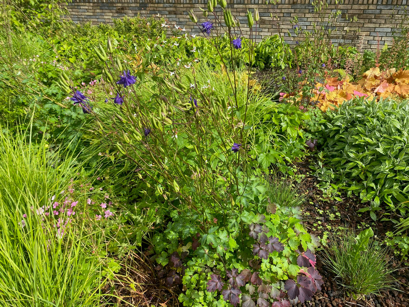 Wilde akelei (Hoogte 70 cm) - Aquilegia vulgaris