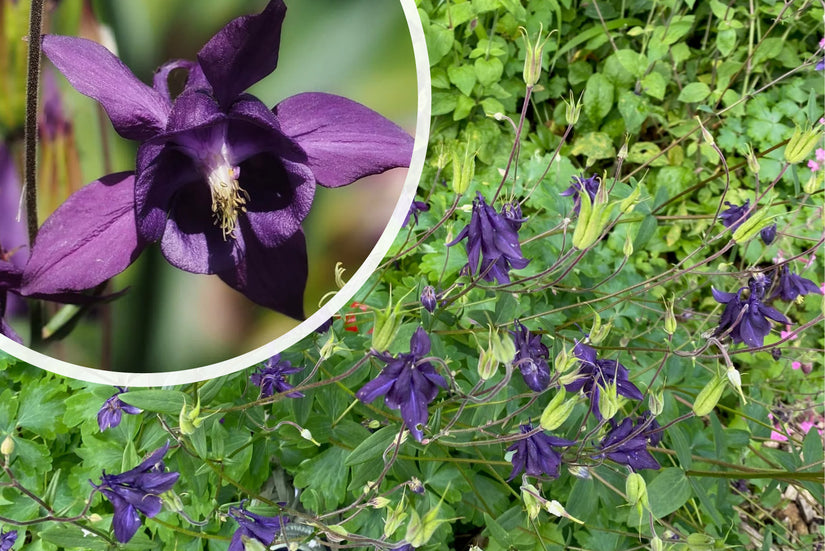 Wilde akelei (Hoogte 70 cm) - Aquilegia vulgaris