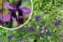 Wilde akelei (Hoogte 70 cm) - Aquilegia vulgaris