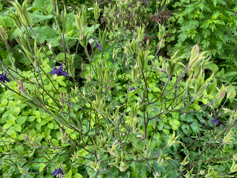 Wilde akelei (Hoogte 70 cm) - Aquilegia vulgaris