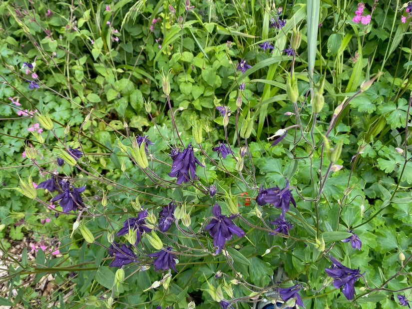 Wilde akelei (Hoogte 70 cm) - Aquilegia vulgaris