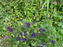 Wilde akelei (Hoogte 70 cm) - Aquilegia vulgaris