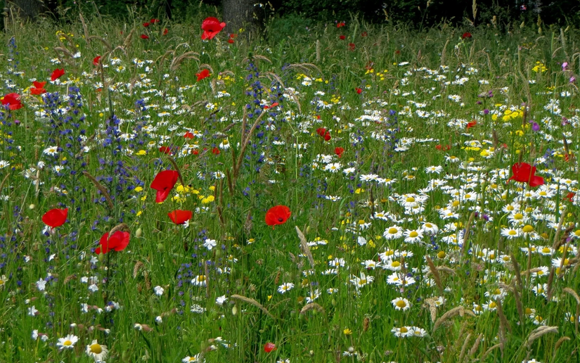 volgroeide bloemenmat - onderhoudsvrije natuurzoden met inheemse soorten