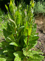 Wilde cichorei - Cichorium intybus