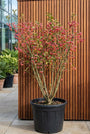 Wilde kardinaalsmuts - Euonymus europaeus
