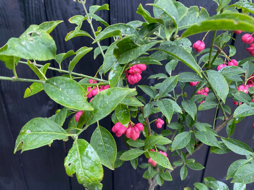 Wilde kardinaalsmuts - Euonymus europaeus