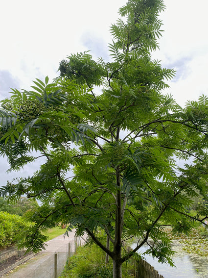 Wilde Lijsterbes - Sorbus aucuparia (Gewone Lijsterbes)