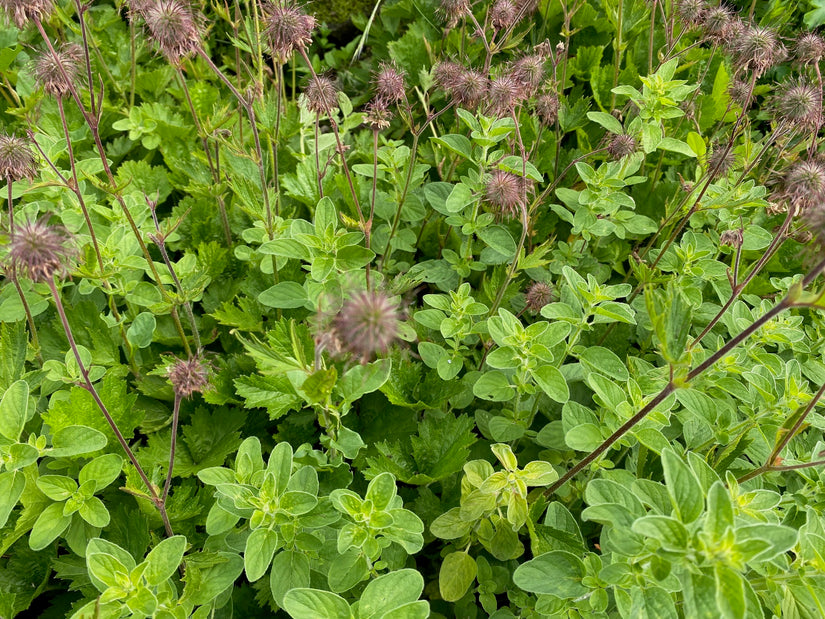 Wilde marjolein (Oregano) - Origanum vulgare - Inheems