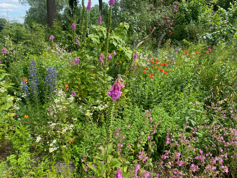 combinatie met delphinium blue bird (blauw), silene calchedonia (oranje), margriet (wit) en origanum (groen).