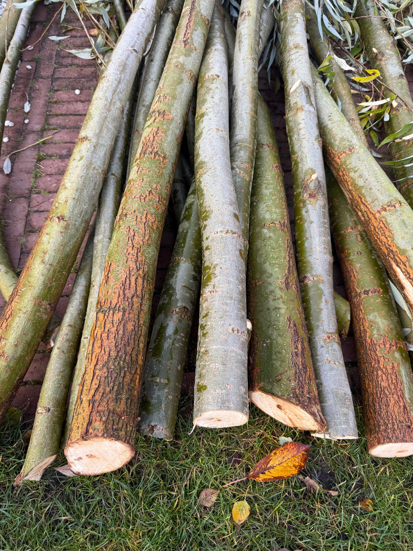 Wilgentakken staanders - Bundel 8 stuks - Diameter ca 6-8 cm. - Lengte 2 meter