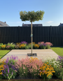 Dakboom Olijfwilg - Elaeagnus ebbingei - Wintergroen en vierkant rek 120x120 cm