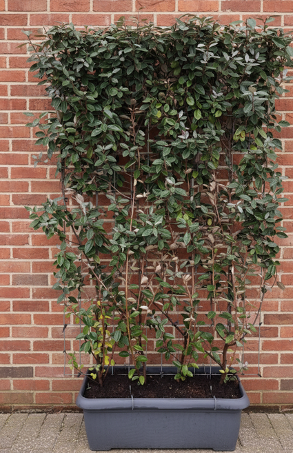 Kant en klare haag Wintergroene Olijfwilg - Elaeagnus ebbingei Compacta 180 x 120 cm