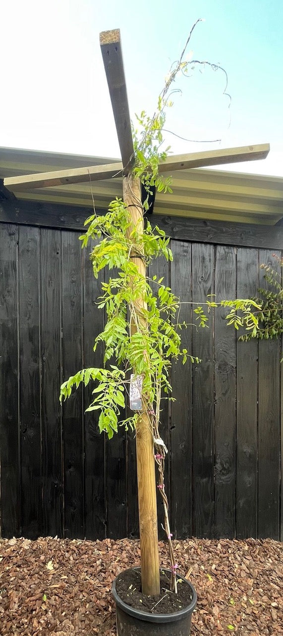 Wisteria Prolifc (Blauwe regen) Kant en klare Dakboom