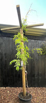 Wisteria Prolifc (Blauwe regen) Kant en klare Dakboom